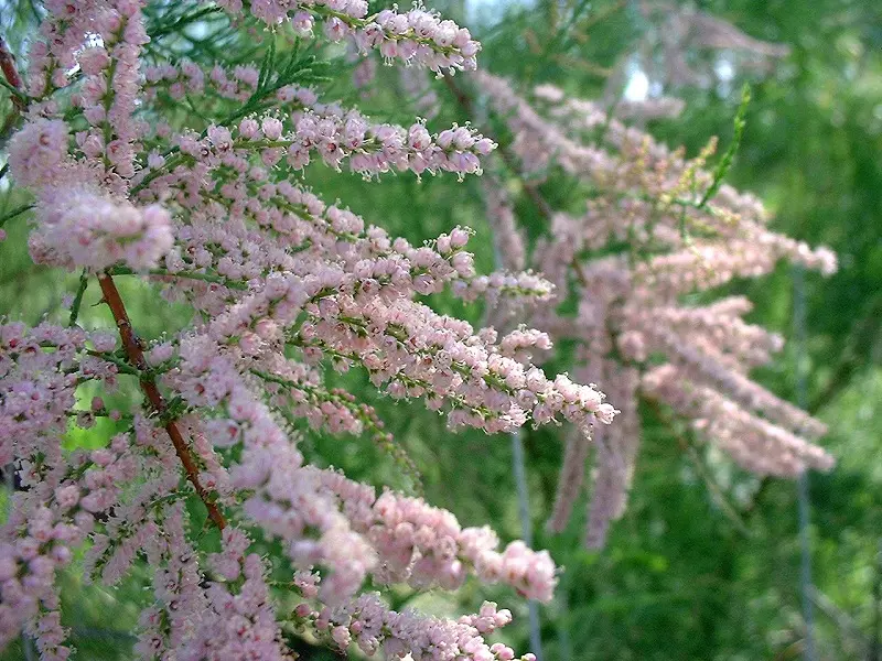 Tamarisco (Tamarix L.)