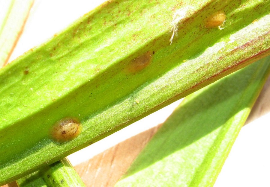 Quel est le meilleur environnement pour les cochenilles ?