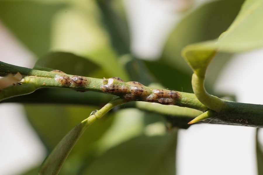 Identification des cochenilles - quels sont les symptômes ?