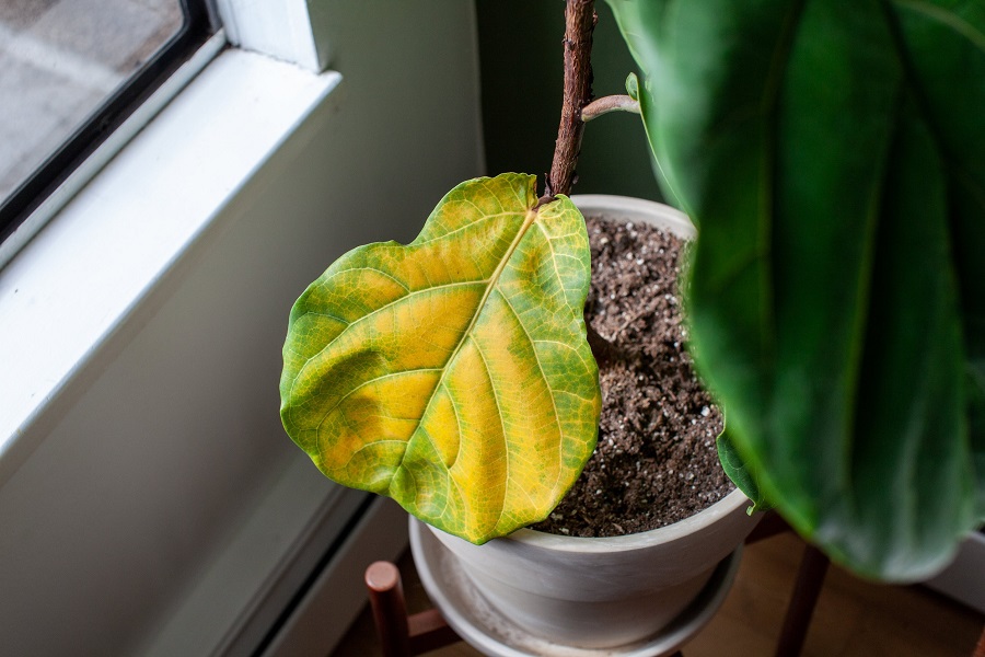 Quelles plantes sont typiquement attaquées par les cochenilles ?