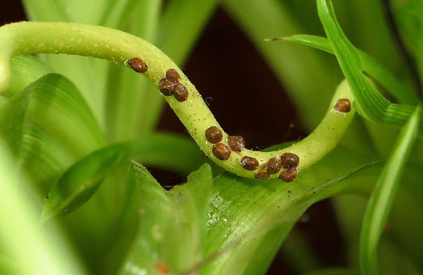 Cochenille sur les Plantes - 4 Remèdes les plus Efficaces Contre la Cochenille