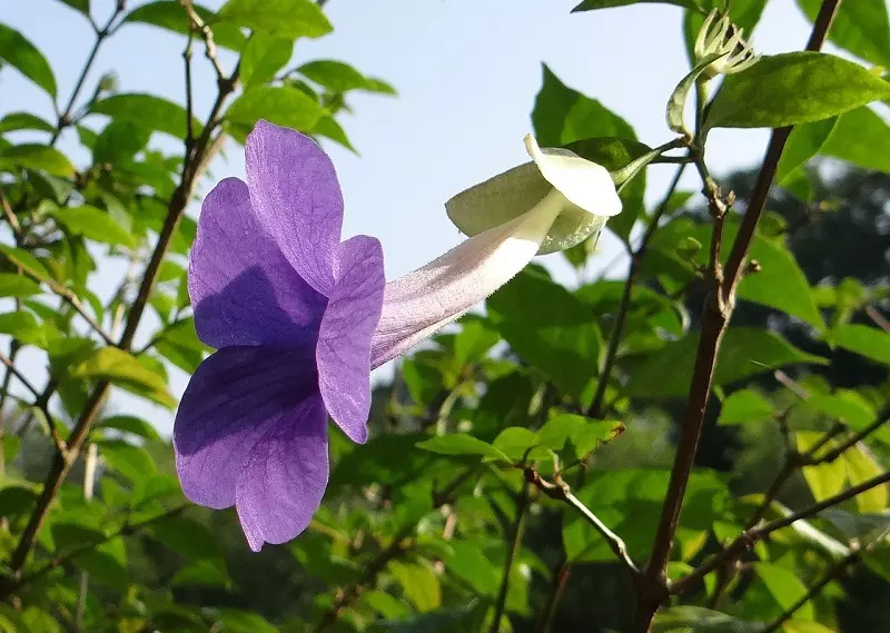 What pests and diseases might affect thunbergia plants?