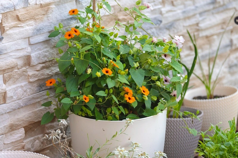 Thunbergia alata – the most popular cultivars