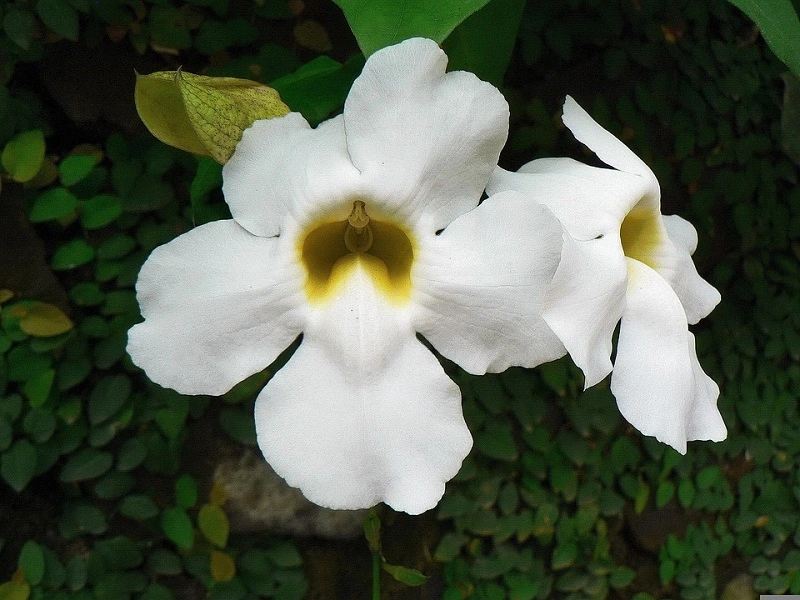 Thunbergia - origine e caratteristiche