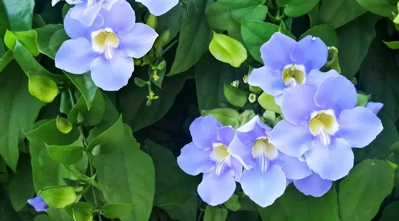 ¿Cómo se propagan las plantas de thunbergia?