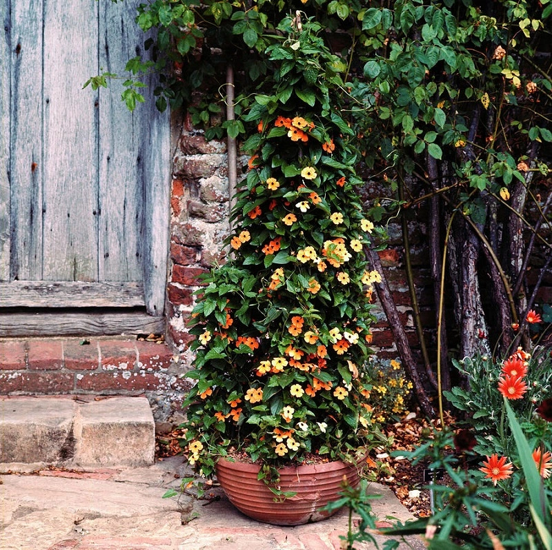 Thunbergia alata - come concimare la pianta?