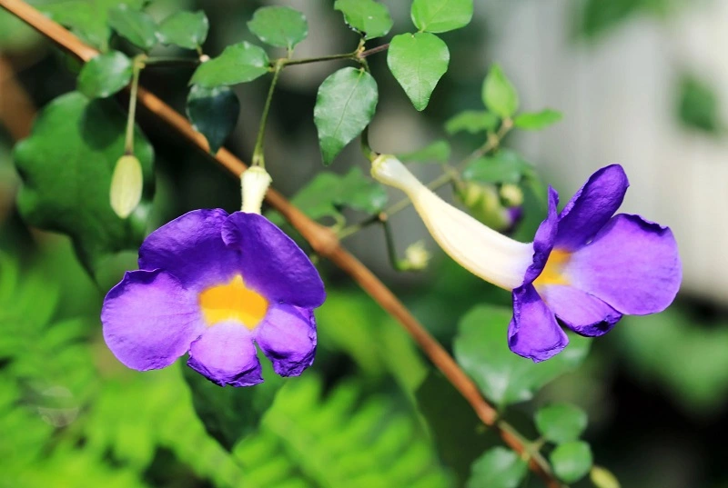 Thunbergia - cultivo y necesidades