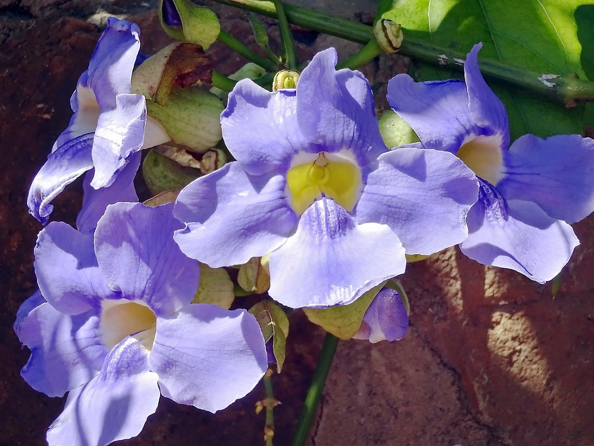 Thunbergia-Pflanzen - Erfahren Sie, wie Sie die Reben der Schwarzäugigen Susanna Pflegen