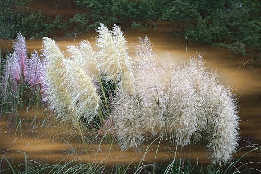 L'erba della pampa più popolare - specie