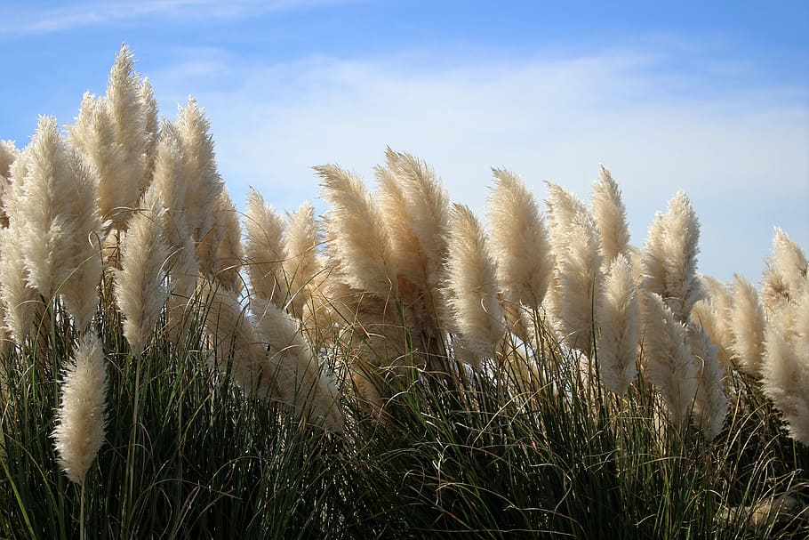 Cos'è l'erba della pampas?