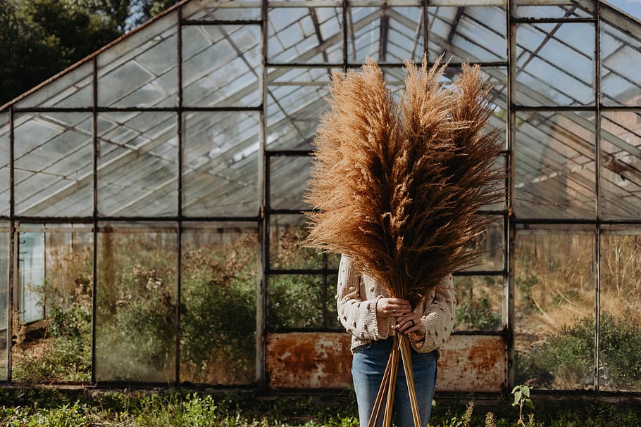 How to use pampas grass at home?