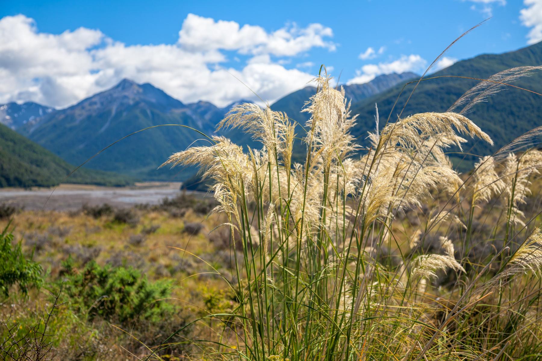 Natural environment - pampas grass