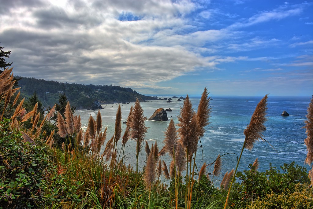 How does pampas grass grow and bloom?