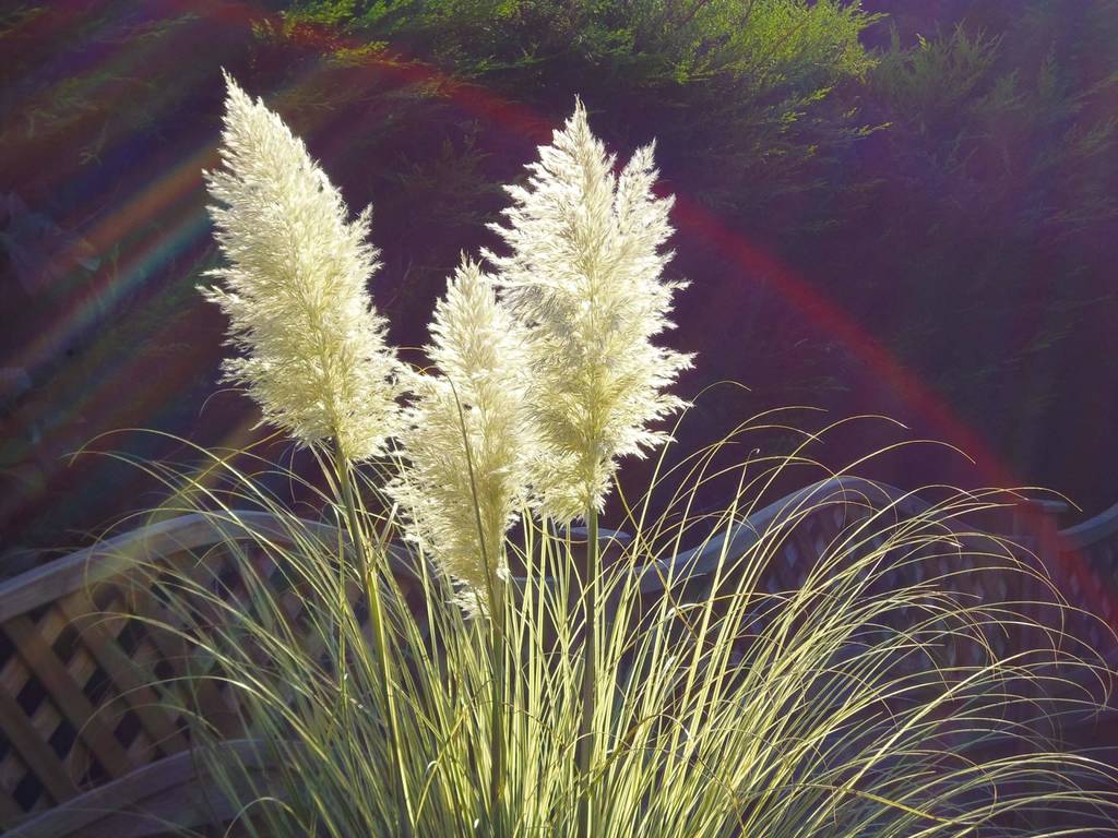 Come curare l'erba della pampa?