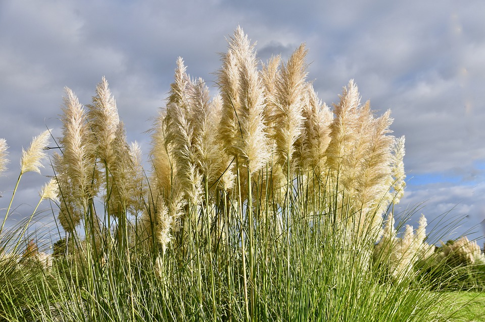 Meravigliosa erba della Pampas - Imparare a prendersi cura dell'erba della Pampa