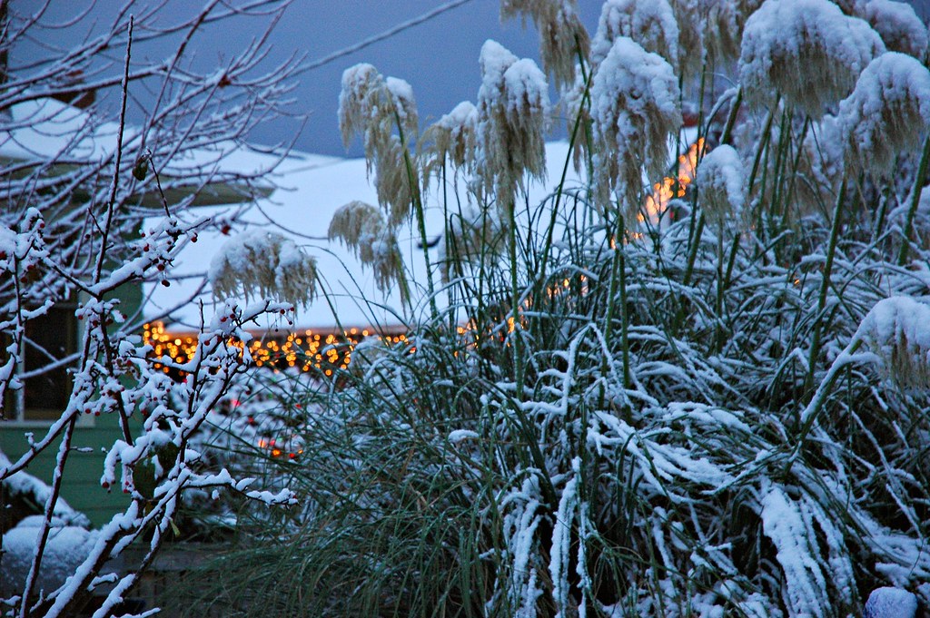 When to plant pampas grass?