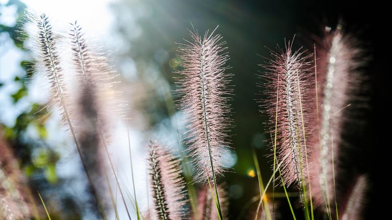 Erba ornamentale per giardino roccioso