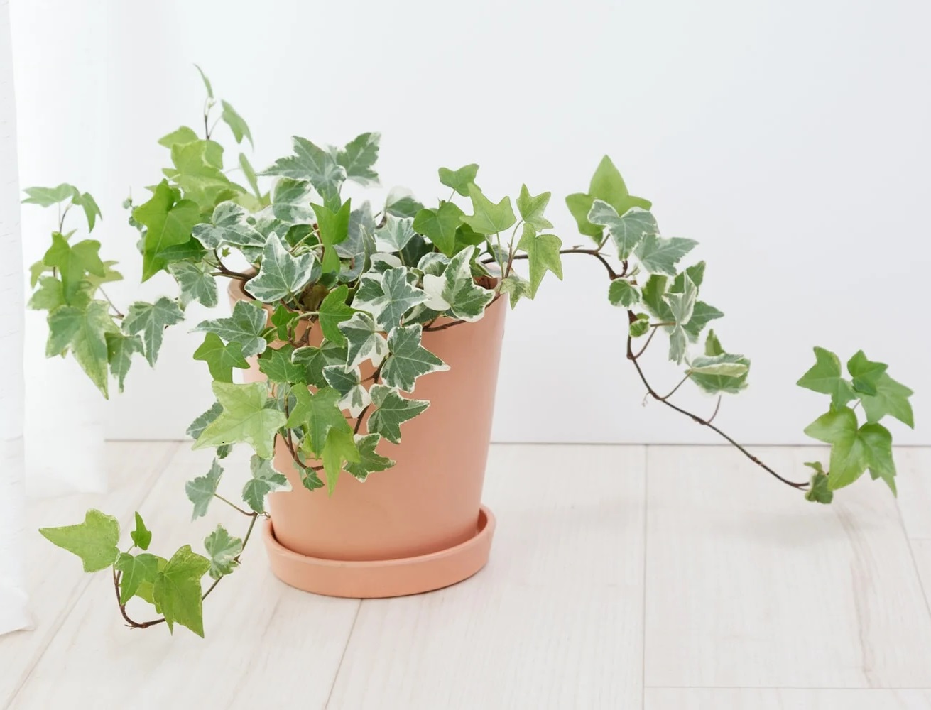 Poisonous Plants - Check What Houseplants Should You Avoid