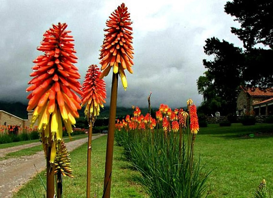 Fiore di Tritoma o Kniphofia - che tipo di pianta è?