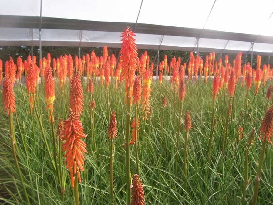 Tritoma o Kniphofia - concime e altri trattamenti