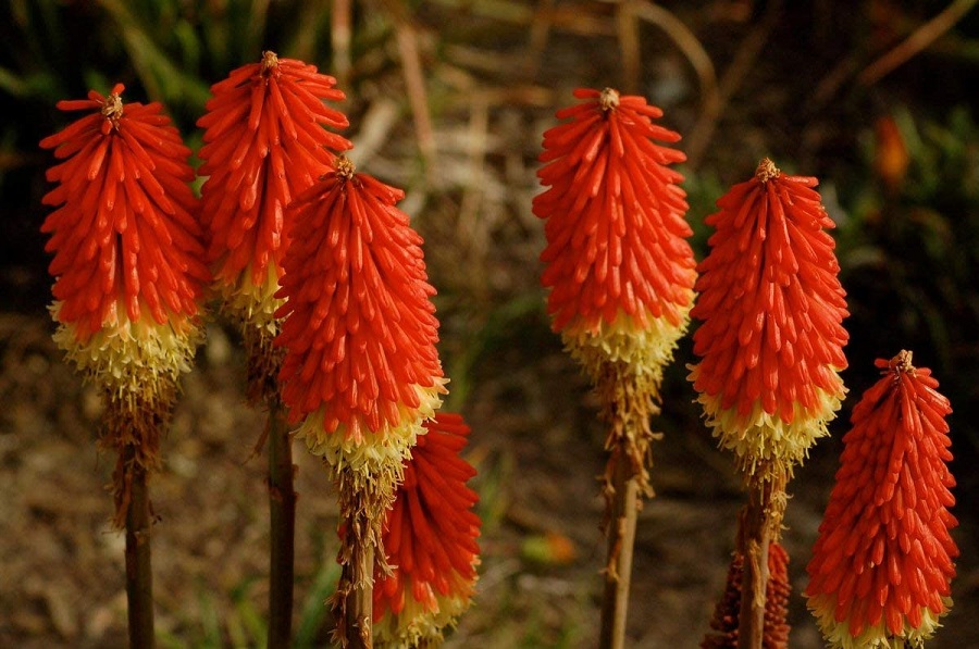 I Tritoma o Kniphofia sono resistenti alle malattie e ai parassiti?