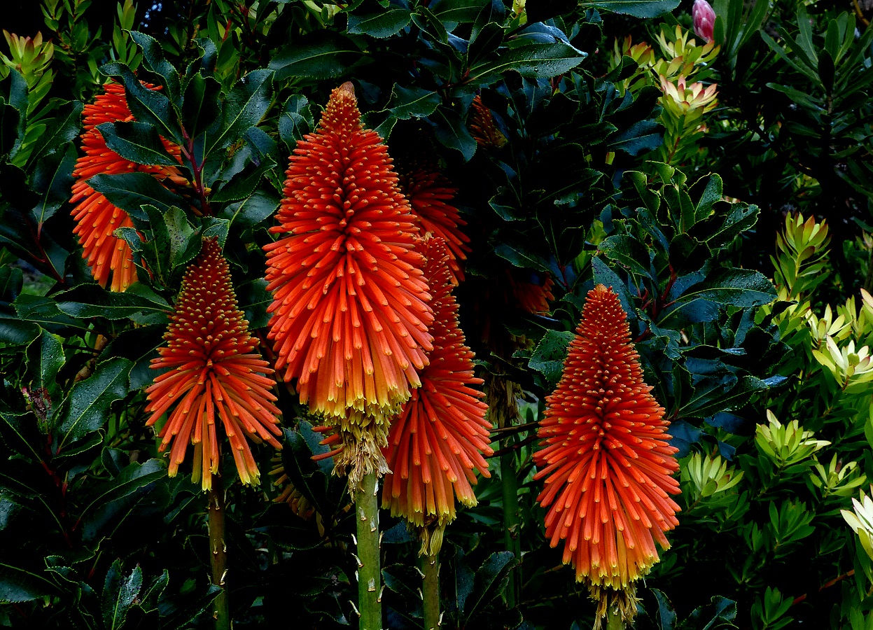 Tritoma o Kniphofia - Imparare a Curare Tritoma Kniphofia Uvari