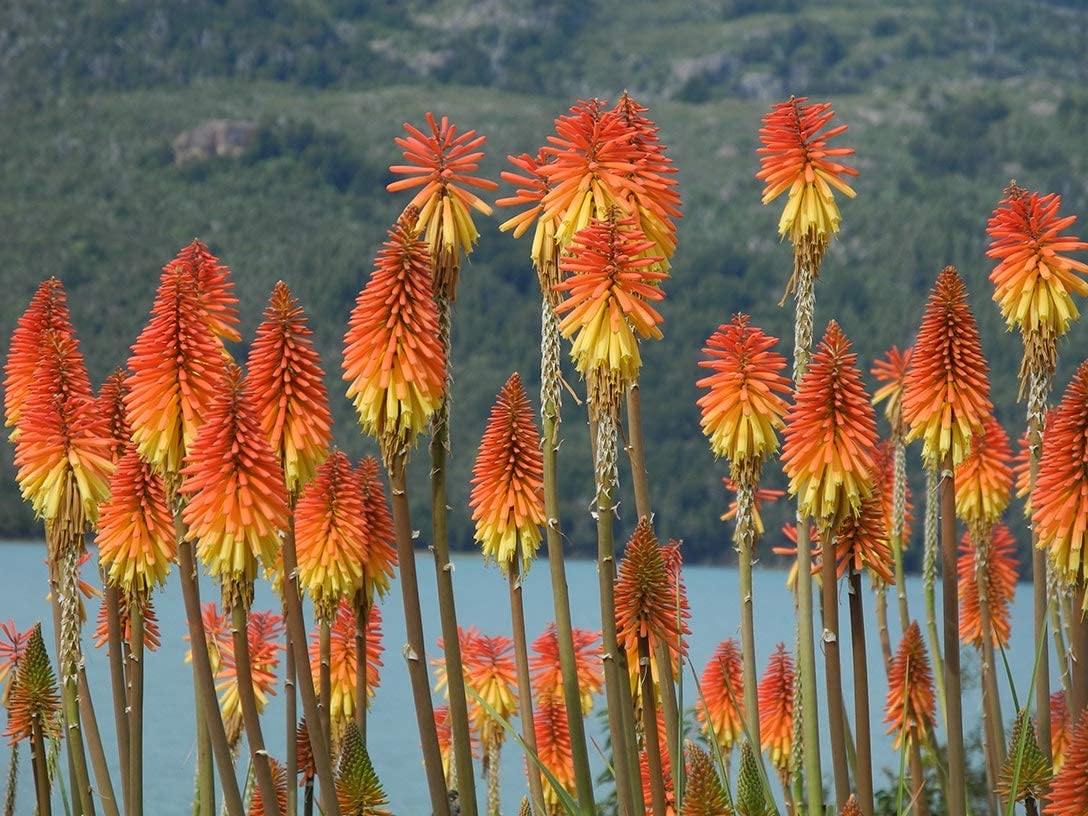 Che aspetto hanno Che aspetto Tritoma o Kniphofia?i fichi rossi?