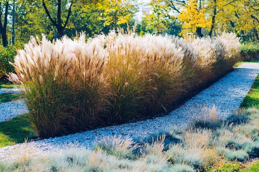 Reedgrass (hierba de caña) (Calamagrostis)