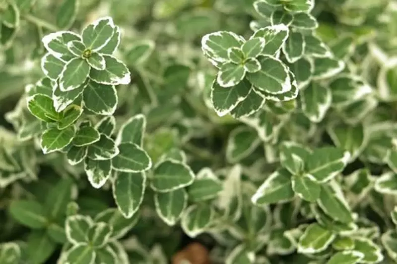 Fortune's spindle (Euonymus fortunei)