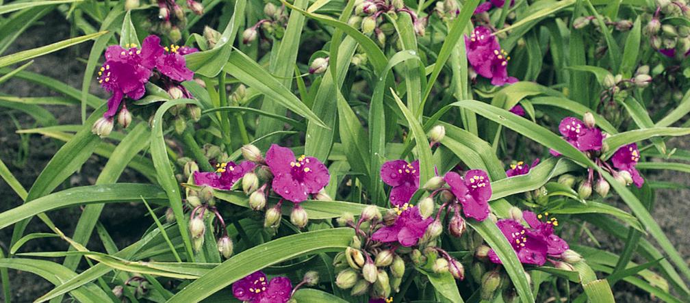 Spiderwort - plantas de balcón