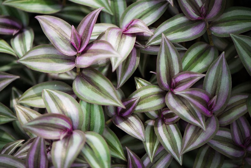 Spiderwort - una planta de maceta inusual y única