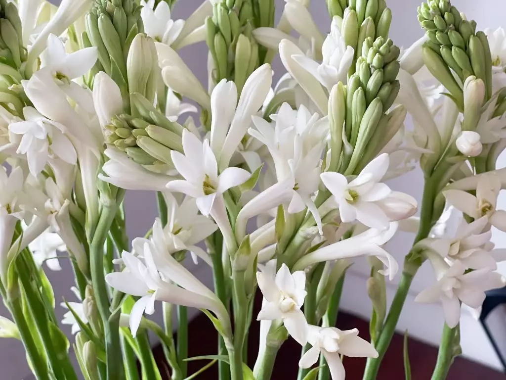 Cuidado De La Planta De Nardo Flores Aroma Colores Riego Abono