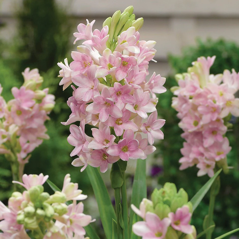 Tuberosa - come annaffiare e concimare la pianta?