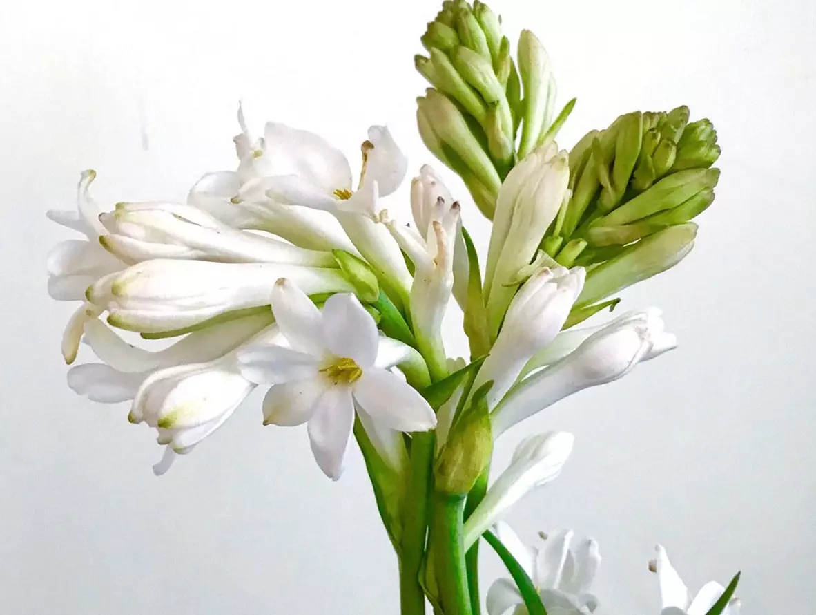 Tuberose Pflanzenpflege - Blumen, Duft, Farben, Bewässerung, Dünger