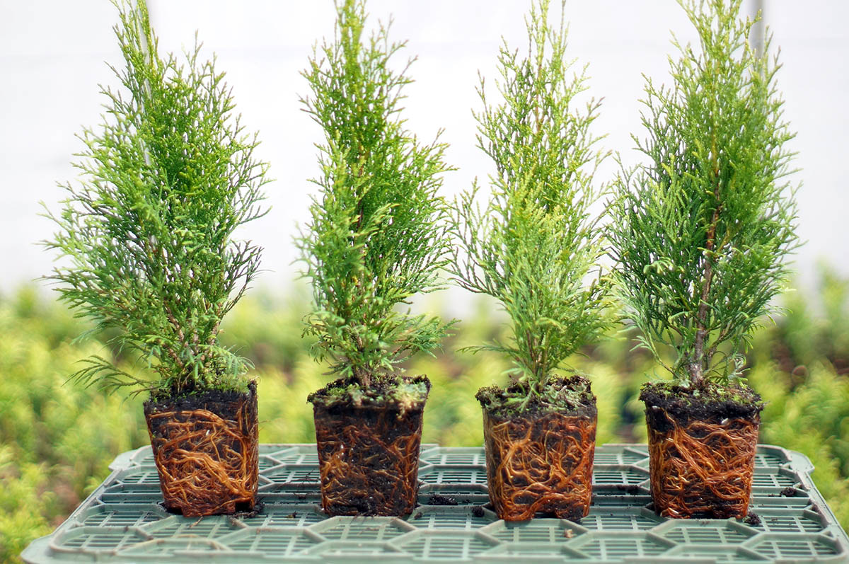 Thuja trees - universal plants