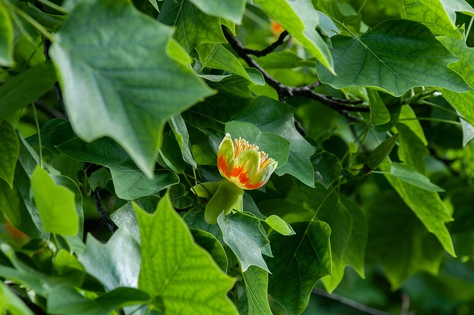 Tulipanowiec - odmiany, które warto znać