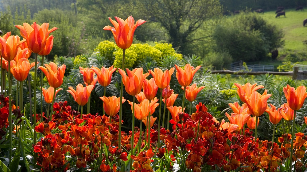 Tulipani in giardino