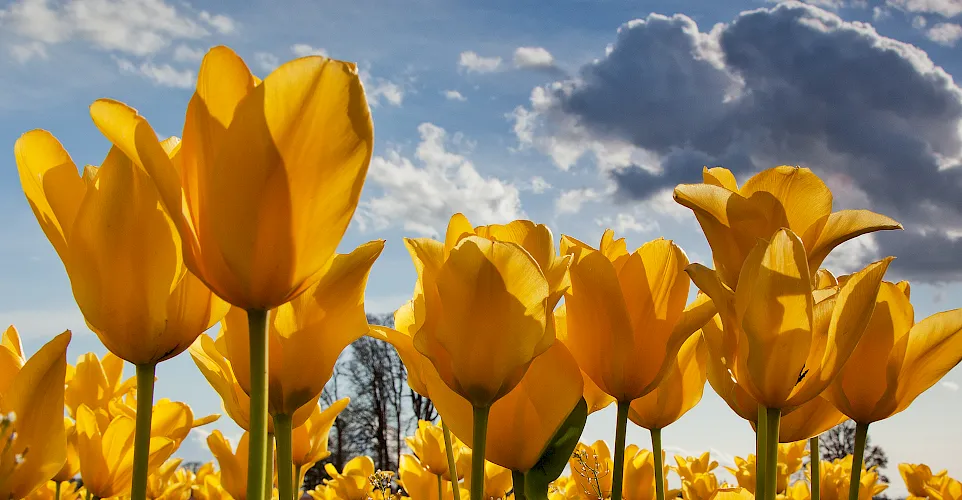 Tulipanes - flores populares de primavera, perfectas para poner en un jarrón