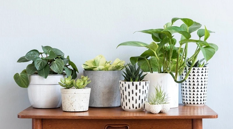 Types de plantes d'intérieur à faible luminosité