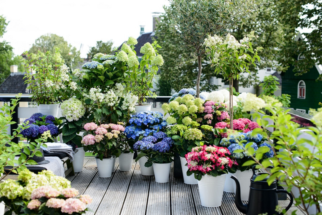 Ortensie - che tipo di piante sono?