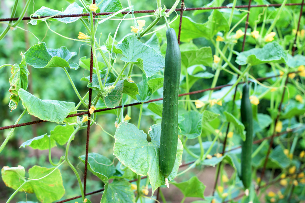 Growing cucumber on a trellis