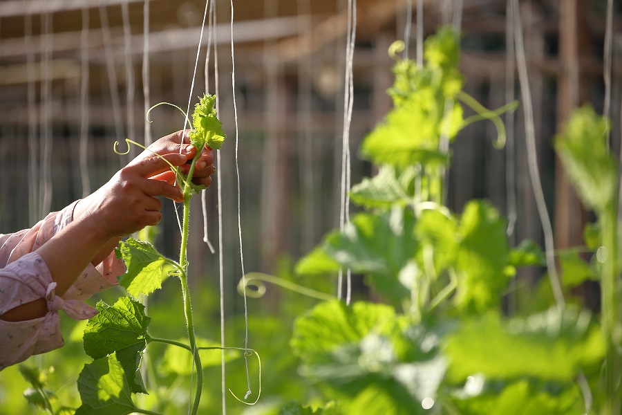 How to grow cucumbers vertically on strings?