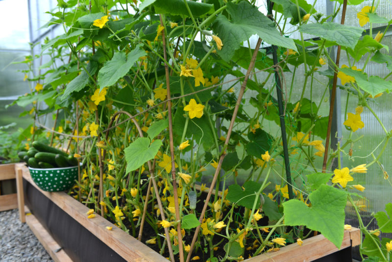 Cultivo de pepinos en contenedores