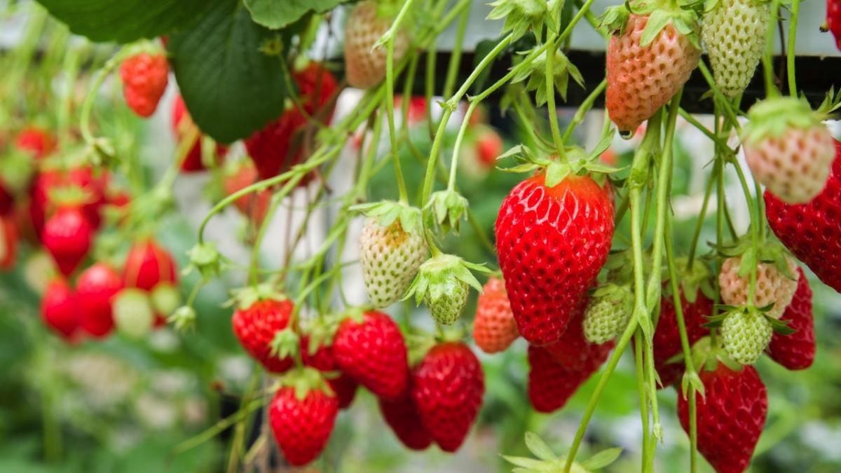 ¿Cuándo plantar fresas?