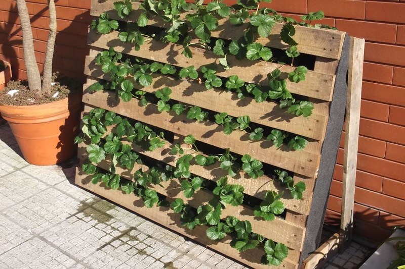 A small balcony - vegetables