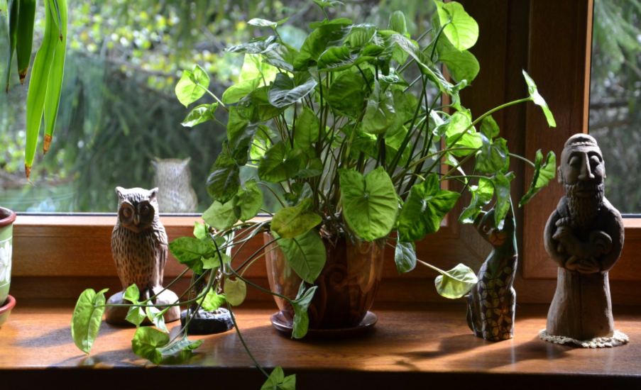 Urban jungle windowsill design