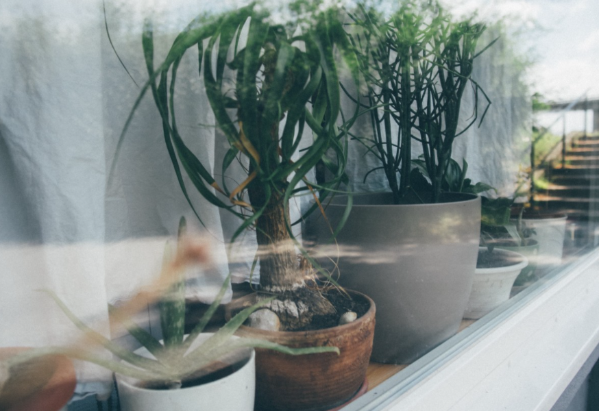 Urban jungle windowsill curtain