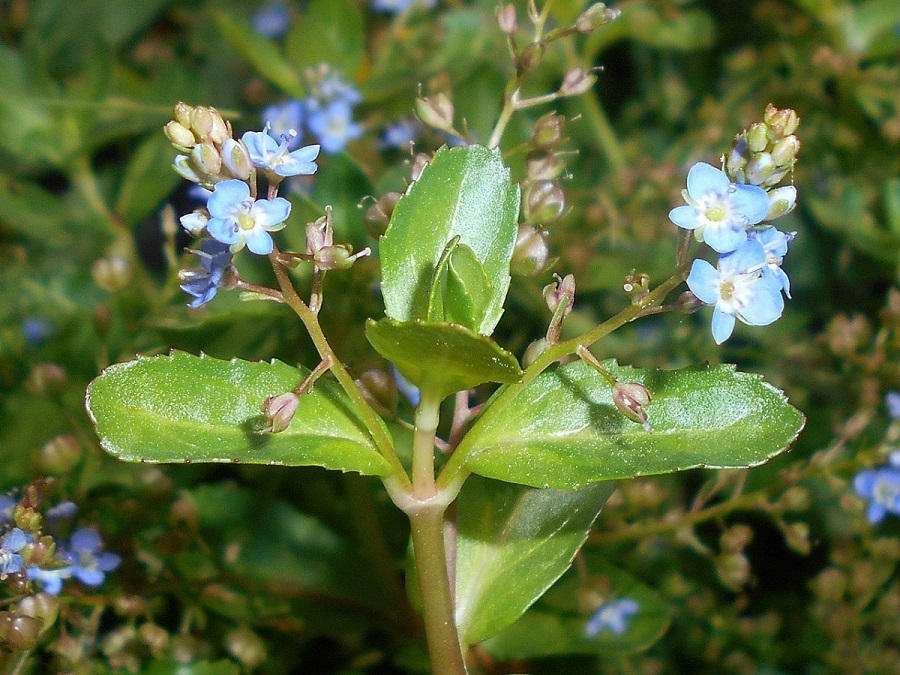 Brooklime (Veronica beccabunga)