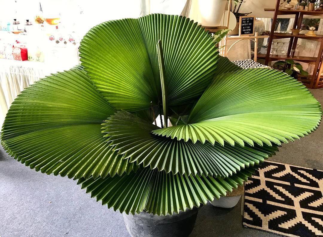 Ruffled fan palm tree