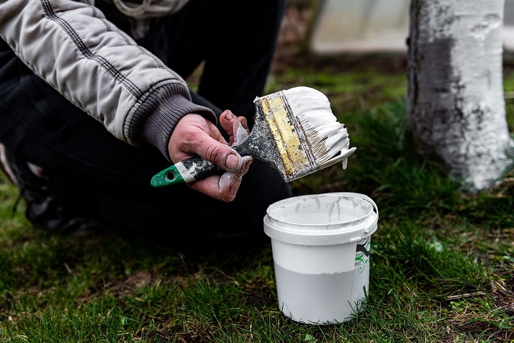 Perché dipingere i tronchi degli alberi con la calce?